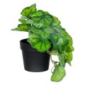 GloboStar® Artificial Garden GREEN BEGONIA PLANT 20949 Διακοσμητικό Φυτό Πράσινη Μπιγόνια Φ23 x Υ16cm GloboStar® Artificial Garden GREEN BEGONIA PLANT 20949 Διακοσμητικό Φυτό Πράσινη Μπιγόνια Φ23 x Υ16cm