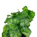 GloboStar® Artificial Garden GREEN BEGONIA PLANT 20949 Διακοσμητικό Φυτό Πράσινη Μπιγόνια Φ23 x Υ16cm GloboStar® Artificial Garden GREEN BEGONIA PLANT 20949 Διακοσμητικό Φυτό Πράσινη Μπιγόνια Φ23 x Υ16cm