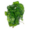GloboStar® Artificial Garden GREEN BEGONIA PLANT 20949 Διακοσμητικό Φυτό Πράσινη Μπιγόνια Φ23 x Υ16cm GloboStar® Artificial Garden GREEN BEGONIA PLANT 20949 Διακοσμητικό Φυτό Πράσινη Μπιγόνια Φ23 x Υ16cm