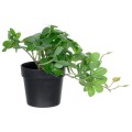 GloboStar® Artificial Garden SCHEFFLERA PLANT 20954 Διακοσμητικό Φυτό Σεφλέρα Φ18 x Υ17cm GloboStar® Artificial Garden SCHEFFLERA PLANT 20954 Διακοσμητικό Φυτό Σεφλέρα Φ18 x Υ17cm