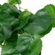 GloboStar® Artificial Garden BELL PLANT 20957 Διακοσμητικό Φυτό Σεφλέρα Φ47 x Υ22cm