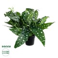 GloboStar® Artificial Garden BEGONIA POLKA DOT PLANT 20959 Διακοσμητικό Φυτό Βιγόνια Φ50 x Υ22cm GloboStar® Artificial Garden BEGONIA POLKA DOT PLANT 20959 Διακοσμητικό Φυτό Βιγόνια Φ50 x Υ22cm