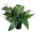 GloboStar® Artificial Garden BEGONIA POLKA DOT PLANT 20959 Διακοσμητικό Φυτό Βιγόνια Φ50 x Υ22cm GloboStar® Artificial Garden BEGONIA POLKA DOT PLANT 20959 Διακοσμητικό Φυτό Βιγόνια Φ50 x Υ22cm