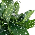 GloboStar® Artificial Garden BEGONIA POLKA DOT PLANT 20959 Διακοσμητικό Φυτό Βιγόνια Φ50 x Υ22cm GloboStar® Artificial Garden BEGONIA POLKA DOT PLANT 20959 Διακοσμητικό Φυτό Βιγόνια Φ50 x Υ22cm