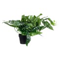 GloboStar® Artificial Garden BEGONIA POLKA DOT PLANT 20959 Διακοσμητικό Φυτό Βιγόνια Φ50 x Υ22cm GloboStar® Artificial Garden BEGONIA POLKA DOT PLANT 20959 Διακοσμητικό Φυτό Βιγόνια Φ50 x Υ22cm