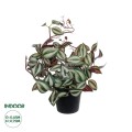 GloboStar® Artificial Garden ZEBRINA PLANT 20961 Διακοσμητικό Φυτό Ζεμπρίνα Φ45 x Υ22cm GloboStar® Artificial Garden ZEBRINA PLANT 20961 Διακοσμητικό Φυτό Ζεμπρίνα Φ45 x Υ22cm