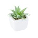 GloboStar® Artificial Garden SUCCULENT ALOE LOTUS 20976 Διακοσμητικό Φυτό Παχύφυτο Λωτός Αλόης Υ8cm