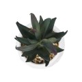 GloboStar® Artificial Garden SUCCULENT ALOE POTTED PLANT 20978 Διακοσμητικό Φυτό Αλόης Φ7 x Υ14cm