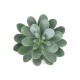 GloboStar® Artificial Garden SUCCULENT SEDEVERIA POTTED PLANT 20998 Διακοσμητικό Φυτό Σεδεβέρια  Φ7 x Υ9cm