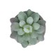GloboStar® Artificial Garden SUCCULENT SEDEVERIA POTTED PLANT 21016 Διακοσμητικό Φυτό Σεδεβέρια  Φ7 x Υ8cm