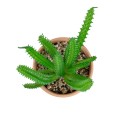 GloboStar® Artificial Garden SUCCULENT EUPHORBIA POTTED PLANT 21052 Διακοσμητικό Φυτό Ευφορβία Φ18 x Υ23cm GloboStar® Artificial Garden SUCCULENT EUPHORBIA POTTED PLANT 21052 Διακοσμητικό Φυτό Ευφορβία Φ18 x Υ23cm