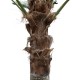 GloboStar® Artificial Garden PLANT PALM TREE 21056 Διακοσμητικό Δέντρο Φοίνικα  Φ240 x Υ500cm