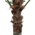 GloboStar® Artificial Garden PLANT PALM TREE 21057 Διακοσμητικό Δέντρο Φοίνικα  Φ240 x Υ600cm