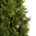 GloboStar® Artificial Garden CYPRESS TREE 21061 Τεχνητό Διακοσμητικό Δέντρο Κυπαρίσσι Μ145 x Π145 x Υ400cm