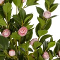 GloboStar® Artificial Garden CAMELIA 21115 Τεχνητό Διακοσμητικό Δέντρο Καμέλια Μ50 x Π30 x Υ90cm GloboStar® Artificial Garden CAMELIA 21115 Τεχνητό Διακοσμητικό Δέντρο Καμέλια Μ50 x Π30 x Υ90cm