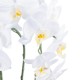 GloboStar® Artificial Garden WHITE ORCHID 21117 Διακοσμητικό Φυτό Λευκή Ορχιδέα Υ45cm GloboStar® Artificial Garden WHITE ORCHID 21117 Διακοσμητικό Φυτό Λευκή Ορχιδέα Υ45cm