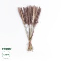 GloboStar® Artificial Garden REAL DRIED BROWN PAMPAS GRASS BUNCH 21115 Αποξηραμένο Διακοσμητικό Μπουκέτο Pampas Kάφε Y50cm GloboStar® Artificial Garden REAL DRIED BROWN PAMPAS GRASS BUNCH 21115 Αποξηραμένο Διακοσμητικό Μπουκέτο Pampas Kάφε Y50cm