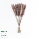 GloboStar® Artificial Garden REAL DRIED BROWN PAMPAS GRASS BUNCH 21115 Αποξηραμένο Διακοσμητικό Μπουκέτο Pampas Kάφε Y50cm