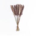 GloboStar® Artificial Garden REAL DRIED BROWN PAMPAS GRASS BUNCH 21115 Αποξηραμένο Διακοσμητικό Μπουκέτο Pampas Kάφε Y50cm GloboStar® Artificial Garden REAL DRIED BROWN PAMPAS GRASS BUNCH 21115 Αποξηραμένο Διακοσμητικό Μπουκέτο Pampas Kάφε Y50cm