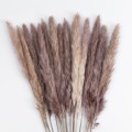 GloboStar® Artificial Garden REAL DRIED BROWN PAMPAS GRASS BUNCH 21115 Αποξηραμένο Διακοσμητικό Μπουκέτο Pampas Kάφε Y50cm GloboStar® Artificial Garden REAL DRIED BROWN PAMPAS GRASS BUNCH 21115 Αποξηραμένο Διακοσμητικό Μπουκέτο Pampas Kάφε Y50cm