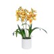 GloboStar® Artificial Garden YELLOW CHERRY CUMBIDIUM 21401 Διακοσμητικό Φυτό Κίτρινο Κυμβίδιο Υ60cm GloboStar® Artificial Garden YELLOW CHERRY CUMBIDIUM 21401 Διακοσμητικό Φυτό Κίτρινο Κυμβίδιο Υ60cm
