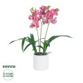 GloboStar® Artificial Garden PINK CHERRY CYMBIDIUM 21402 Διακοσμητικό Φυτό Φούξια Κυμβίδιο Υ60cm GloboStar® Artificial Garden PINK CHERRY CYMBIDIUM 21402 Διακοσμητικό Φυτό Φούξια Κυμβίδιο Υ60cm