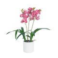 GloboStar® Artificial Garden PINK CHERRY CYMBIDIUM 21402 Διακοσμητικό Φυτό Φούξια Κυμβίδιο Υ60cm GloboStar® Artificial Garden PINK CHERRY CYMBIDIUM 21402 Διακοσμητικό Φυτό Φούξια Κυμβίδιο Υ60cm