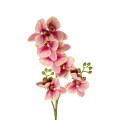 GloboStar® Artificial Garden CHAMPAGNE PINK ORCHID BRANCH 21411 Τεχνητό Διακοσμητικό Κλαδί Σαμπανί Ορχιδέα Y70cm GloboStar® Artificial Garden CHAMPAGNE PINK ORCHID BRANCH 21411 Τεχνητό Διακοσμητικό Κλαδί Σαμπανί Ορχιδέα Y70cm