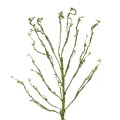 GloboStar® Artificial Garden BIG SPROUT BLOSSOM BRANCH 21461 Τεχνητό Διακοσμητικό Κλαδί Πράσινο Λάχανο Y150cm GloboStar® Artificial Garden BIG SPROUT BLOSSOM BRANCH 21461 Τεχνητό Διακοσμητικό Κλαδί Πράσινο Λάχανο Y150cm