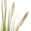 GloboStar® Artificial Garden PAMPAS GRASS 21478 Τεχνητό Διακοσμητικό Φυτό Μπεζ & Πράσινο Πάμπας Μ90 x Π40 x Υ150cm GloboStar® Artificial Garden PAMPAS GRASS 21478 Τεχνητό Διακοσμητικό Φυτό Μπεζ & Πράσινο Πάμπας Μ90 x Π40 x Υ150cm
