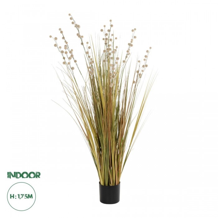 GloboStar® Artificial Garden CRASPEDIA GRASS 21480 Τεχνητό Διακοσμητικό Φυτό Μπεζ & Πράσινο Κρασπέδια Μ90 x Π60 x Υ175cm GloboStar® Artificial Garden CRASPEDIA GRASS 21480 Τεχνητό Διακοσμητικό Φυτό Μπεζ & Πράσινο Κρασπέδια Μ90 x Π60 x Υ175cm
