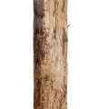 GloboStar® Artificial Garden BANANA TREE 21501 Τεχνητό Διακοσμητικό Δέντρο Μπανανιάς Υ400cm GloboStar® Artificial Garden BANANA TREE 21501 Τεχνητό Διακοσμητικό Δέντρο Μπανανιάς Υ400cm