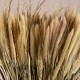 GloboStar® PENNISETUM 36503 Αποξηραμένο Φυτό Πεννήσιο - Μπουκέτο Διακοσμητικών Κλαδιών Μπεζ - Πράσινο Υ60cm GloboStar® PENNISETUM 36503 Αποξηραμένο Φυτό Πεννήσιο - Μπουκέτο Διακοσμητικών Κλαδιών Μπεζ - Πράσινο Υ60cm