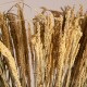 GloboStar® ERICAGRASS 36504 Αποξηραμένο Φυτό Έρρικα - Μπουκέτο Διακοσμητικών Κλαδιών Μπεζ - Πράσινο Υ60cm GloboStar® ERICAGRASS 36504 Αποξηραμένο Φυτό Έρρικα - Μπουκέτο Διακοσμητικών Κλαδιών Μπεζ - Πράσινο Υ60cm
