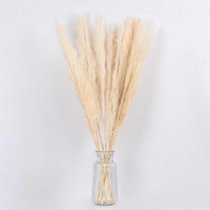 GLOBOSTAR® PAMPASGRASS 36507 Αποξηραμένο Διακοσμητικό Μπουκέτο Γρασίδι της Πάμπας - Μπεζ - Μ20 x Π20 x Υ80cm - Πακέτο 10 Τεμαχίων GLOBOSTAR® PAMPASGRASS 36507 Αποξηραμένο Διακοσμητικό Μπουκέτο Γρασίδι της Πάμπας - Μπεζ - Μ20 x Π20 x Υ80cm - Πακέτο 10 Τεμαχίων