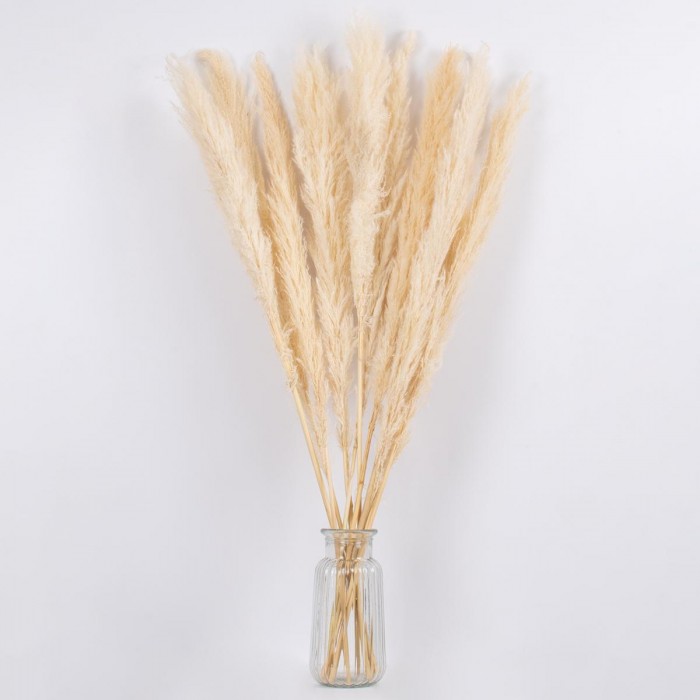 GloboStar® PAMPASGRASS 36508 Αποξηραμένο Φυτό Γρασίδι της Πάμπας - Μπουκέτο Διακοσμητικών Κλαδιών Μπεζ - Εκρού Υ100cm GloboStar® PAMPASGRASS 36508 Αποξηραμένο Φυτό Γρασίδι της Πάμπας - Μπουκέτο Διακοσμητικών Κλαδιών Μπεζ - Εκρού Υ100cm