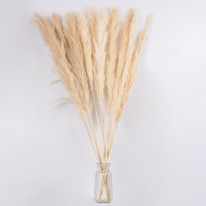 GloboStar® PAMPASGRASS 36509 Αποξηραμένο Φυτό Γρασίδι της Πάμπας - Μπουκέτο Διακοσμητικών Κλαδιών Μπεζ - Εκρού Υ120cm GloboStar® PAMPASGRASS 36509 Αποξηραμένο Φυτό Γρασίδι της Πάμπας - Μπουκέτο Διακοσμητικών Κλαδιών Μπεζ - Εκρού Υ120cm