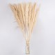 GloboStar® PAMPASGRASS 36509 Αποξηραμένο Φυτό Γρασίδι της Πάμπας - Μπουκέτο Διακοσμητικών Κλαδιών Μπεζ - Εκρού Υ120cm GloboStar® PAMPASGRASS 36509 Αποξηραμένο Φυτό Γρασίδι της Πάμπας - Μπουκέτο Διακοσμητικών Κλαδιών Μπεζ - Εκρού Υ120cm