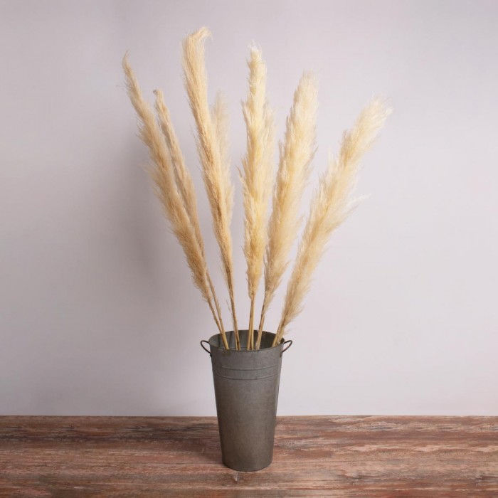 GloboStar® PAMPASGRASS 36510 Αποξηραμένο Φυτό Γρασίδι της Πάμπας - Μπουκέτο Διακοσμητικών Κλαδιών Μπεζ - Εκρού Υ150cm GloboStar® PAMPASGRASS 36510 Αποξηραμένο Φυτό Γρασίδι της Πάμπας - Μπουκέτο Διακοσμητικών Κλαδιών Μπεζ - Εκρού Υ150cm