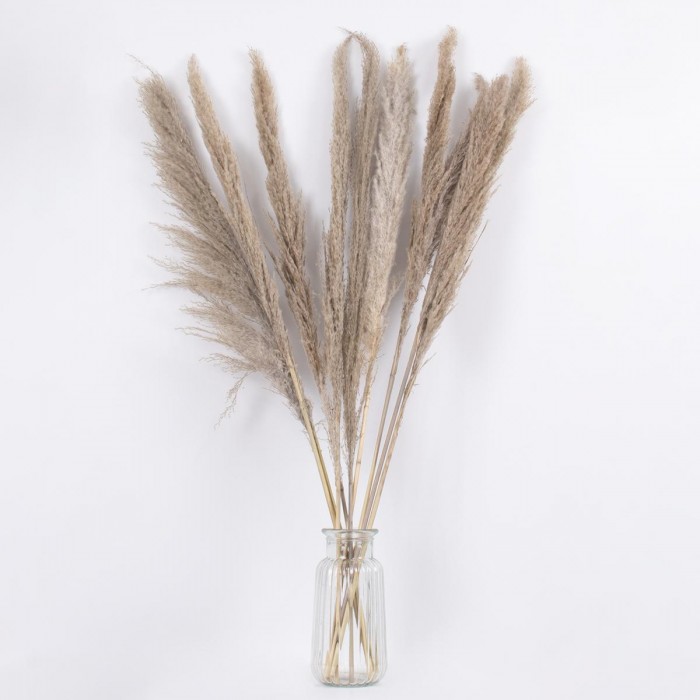 GloboStar® PAMPASGRASS 36512 Αποξηραμένο Φυτό Γρασίδι της Πάμπας - Μπουκέτο Διακοσμητικών Κλαδιών Καφέ - Γκρι Υ100cm GloboStar® PAMPASGRASS 36512 Αποξηραμένο Φυτό Γρασίδι της Πάμπας - Μπουκέτο Διακοσμητικών Κλαδιών Καφέ - Γκρι Υ100cm