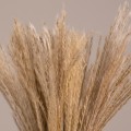 GLOBOSTAR® MISCANTHUS 36534 Αποξηραμένο Διακοσμητικό Μπουκέτο Μίσχανθος - Μπεζ - Μ20 x Π20 x Υ40cm - Πακέτο 10 Τεμαχίων
