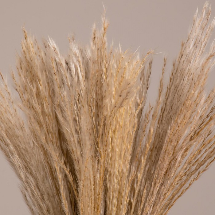 GLOBOSTAR® MISCANTHUS 36534 Αποξηραμένο Διακοσμητικό Μπουκέτο Μίσχανθος - Μπεζ - Μ20 x Π20 x Υ40cm - Πακέτο 10 Τεμαχίων GLOBOSTAR® MISCANTHUS 36534 Αποξηραμένο Διακοσμητικό Μπουκέτο Μίσχανθος - Μπεζ - Μ20 x Π20 x Υ40cm - Πακέτο 10 Τεμαχίων
