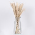 GLOBOSTAR® MISCANTHUS 36534 Αποξηραμένο Διακοσμητικό Μπουκέτο Μίσχανθος - Μπεζ - Μ20 x Π20 x Υ40cm - Πακέτο 10 Τεμαχίων