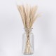GLOBOSTAR® MISCANTHUS 36534 Αποξηραμένο Διακοσμητικό Μπουκέτο Μίσχανθος - Μπεζ - Μ20 x Π20 x Υ40cm - Πακέτο 10 Τεμαχίων GLOBOSTAR® MISCANTHUS 36534 Αποξηραμένο Διακοσμητικό Μπουκέτο Μίσχανθος - Μπεζ - Μ20 x Π20 x Υ40cm - Πακέτο 10 Τεμαχίων