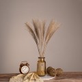 GLOBOSTAR® MISCANTHUS 36535 Αποξηραμένο Διακοσμητικό Μπουκέτο Μίσχανθος - Μπεζ - Μ20 x Π20 x Υ60cm - Πακέτο 10 Τεμαχίων