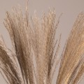 GLOBOSTAR® MISCANTHUS 36535 Αποξηραμένο Διακοσμητικό Μπουκέτο Μίσχανθος - Μπεζ - Μ20 x Π20 x Υ60cm - Πακέτο 10 Τεμαχίων
