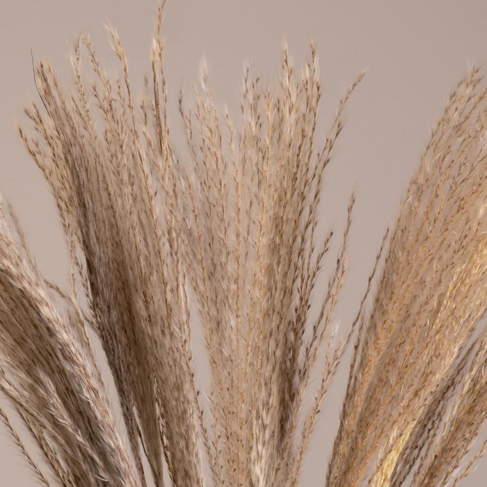 GLOBOSTAR® MISCANTHUS 36535 Αποξηραμένο Διακοσμητικό Μπουκέτο Μίσχανθος - Μπεζ - Μ20 x Π20 x Υ60cm - Πακέτο 10 Τεμαχίων GLOBOSTAR® MISCANTHUS 36535 Αποξηραμένο Διακοσμητικό Μπουκέτο Μίσχανθος - Μπεζ - Μ20 x Π20 x Υ60cm - Πακέτο 10 Τεμαχίων