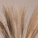 GLOBOSTAR® MISCANTHUS 36535 Αποξηραμένο Διακοσμητικό Μπουκέτο Μίσχανθος - Μπεζ - Μ20 x Π20 x Υ60cm - Πακέτο 10 Τεμαχίων GLOBOSTAR® MISCANTHUS 36535 Αποξηραμένο Διακοσμητικό Μπουκέτο Μίσχανθος - Μπεζ - Μ20 x Π20 x Υ60cm - Πακέτο 10 Τεμαχίων