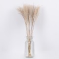 GLOBOSTAR® MISCANTHUS 36535 Αποξηραμένο Διακοσμητικό Μπουκέτο Μίσχανθος - Μπεζ - Μ20 x Π20 x Υ60cm - Πακέτο 10 Τεμαχίων