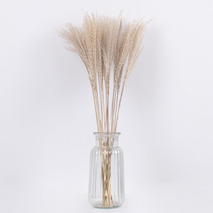 GLOBOSTAR® MISCANTHUS 36535 Αποξηραμένο Διακοσμητικό Μπουκέτο Μίσχανθος - Μπεζ - Μ20 x Π20 x Υ60cm - Πακέτο 10 Τεμαχίων GLOBOSTAR® MISCANTHUS 36535 Αποξηραμένο Διακοσμητικό Μπουκέτο Μίσχανθος - Μπεζ - Μ20 x Π20 x Υ60cm - Πακέτο 10 Τεμαχίων